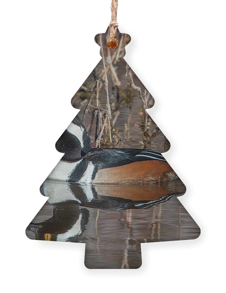 Nature Ornament featuring the photograph Male Hooded Merganser DWF0231 by Gerry Gantt