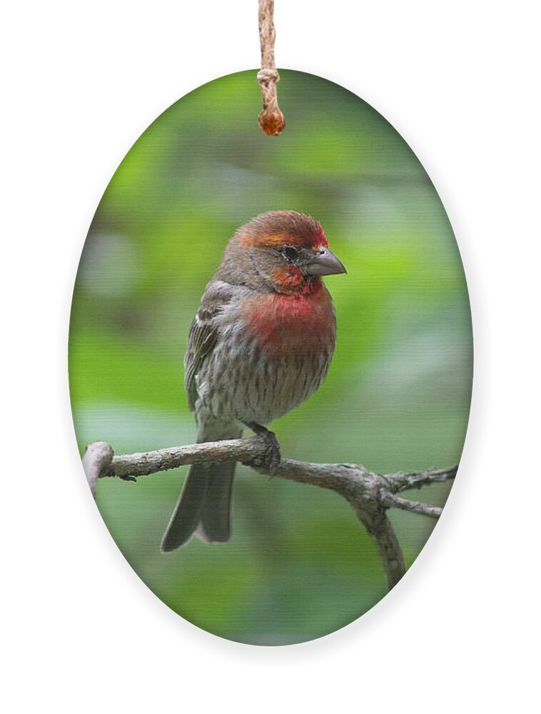 Bird Ornament featuring the photograph Male House Finch by Geoff Jewett