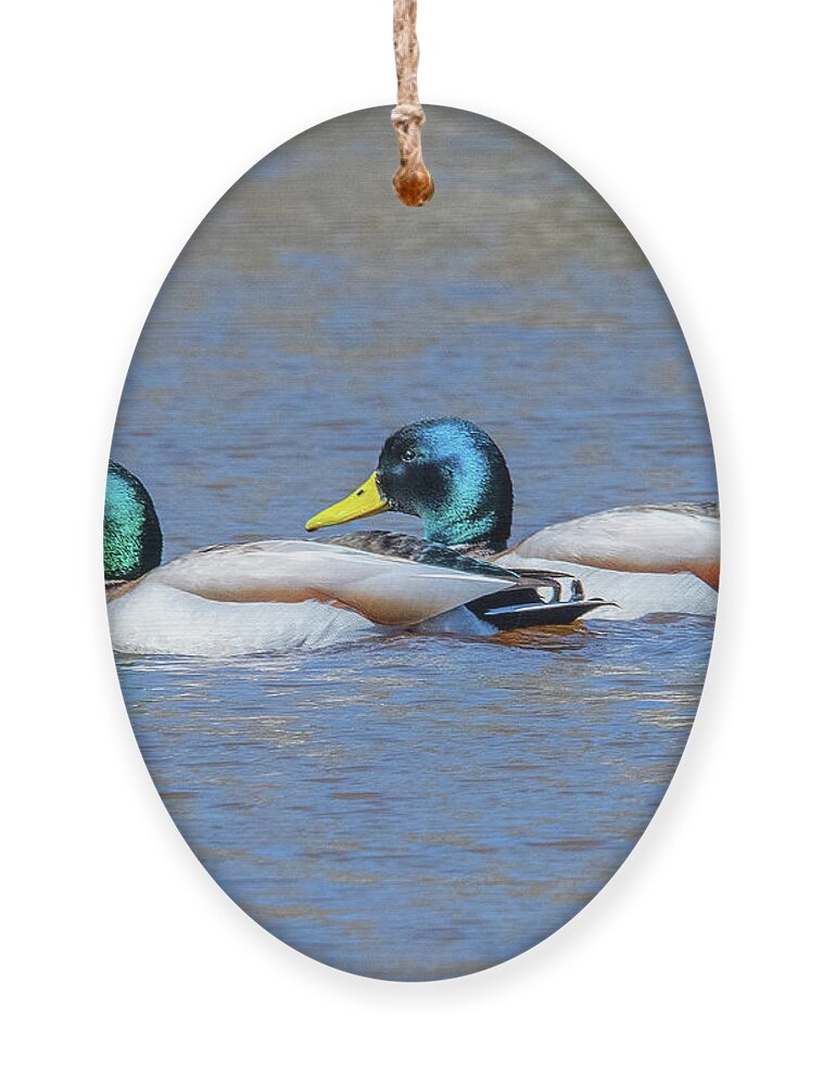 Nature Ornament featuring the photograph Mallard Drakes DWF0228 by Gerry Gantt