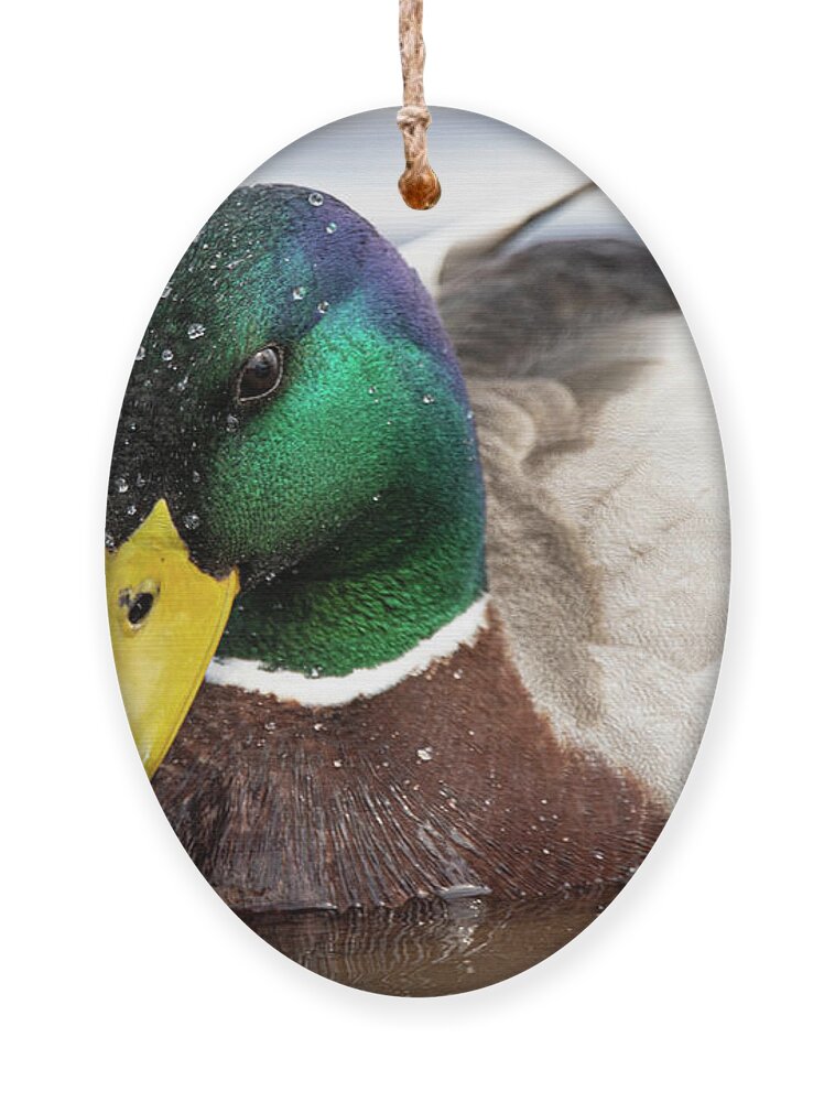Duck Ornament featuring the photograph Mallard Duck on the Neuse River of Eastern North Carolina by Bob Decker