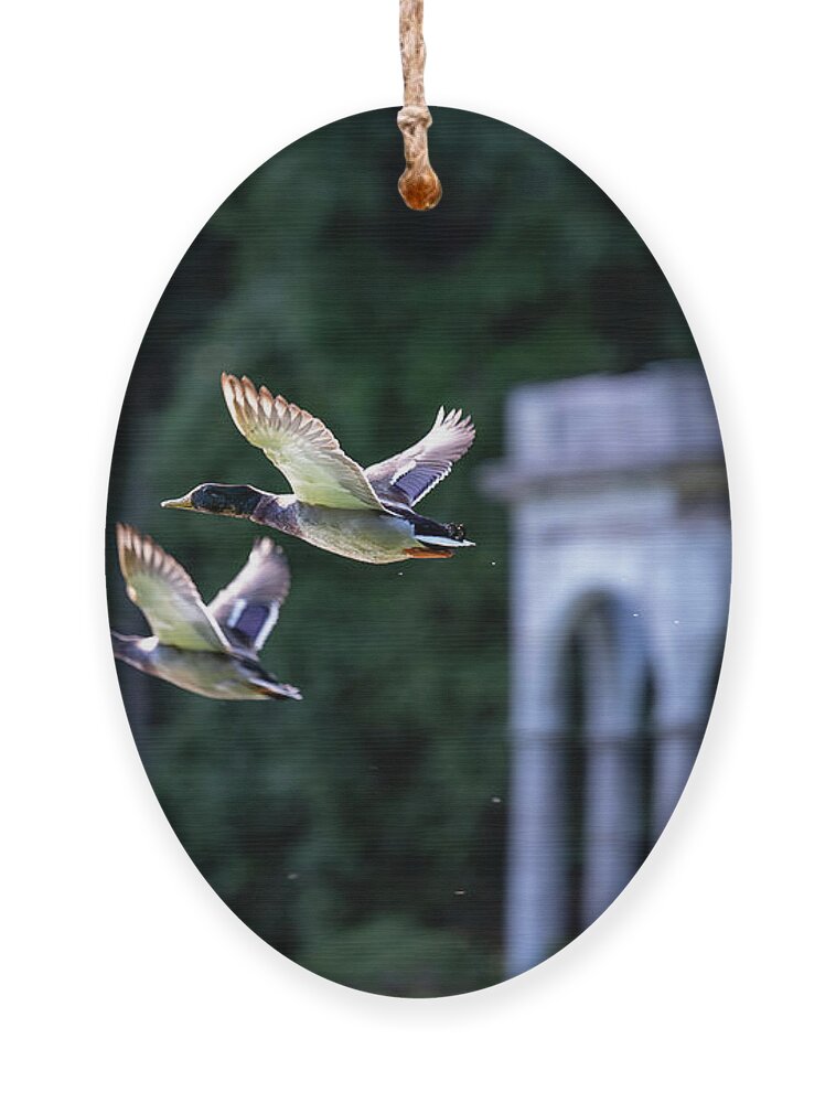 Mallard Ducks Ornament featuring the photograph Mallards Take Flight 3 by Kevin Suttlehan