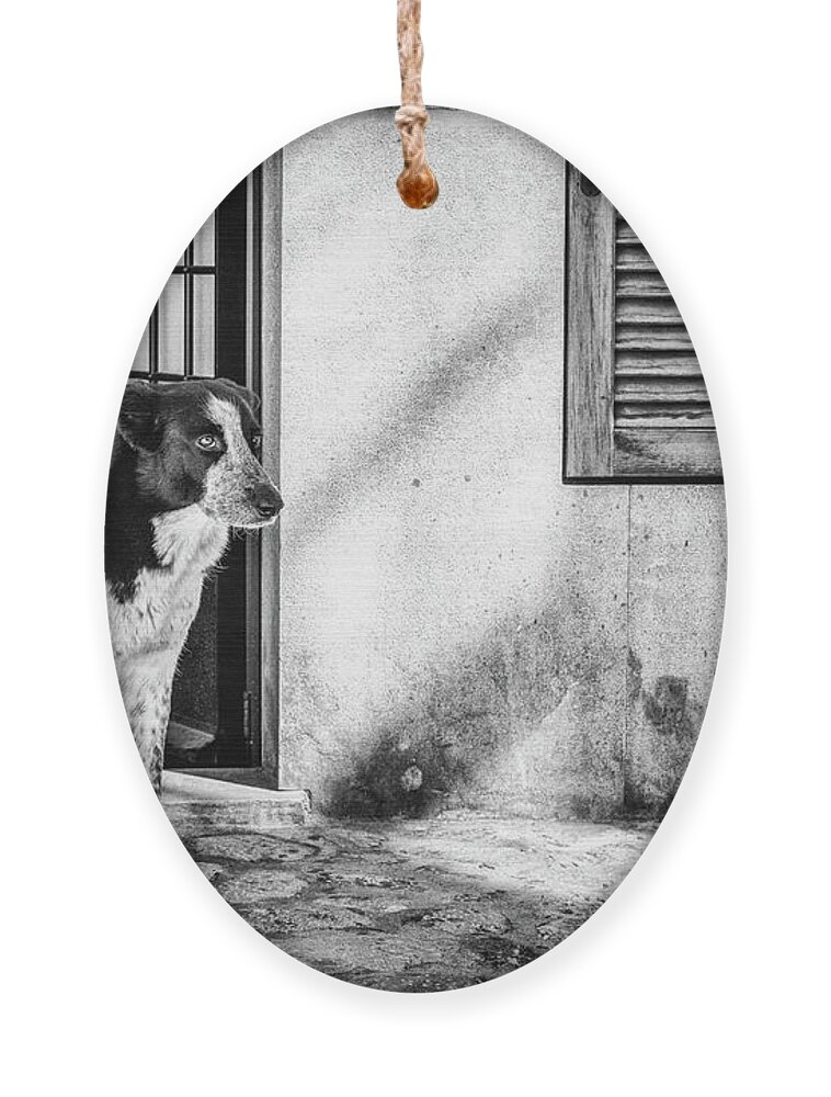 Dog Ornament featuring the photograph Mallorca Spotted Dog by Becqi Sherman