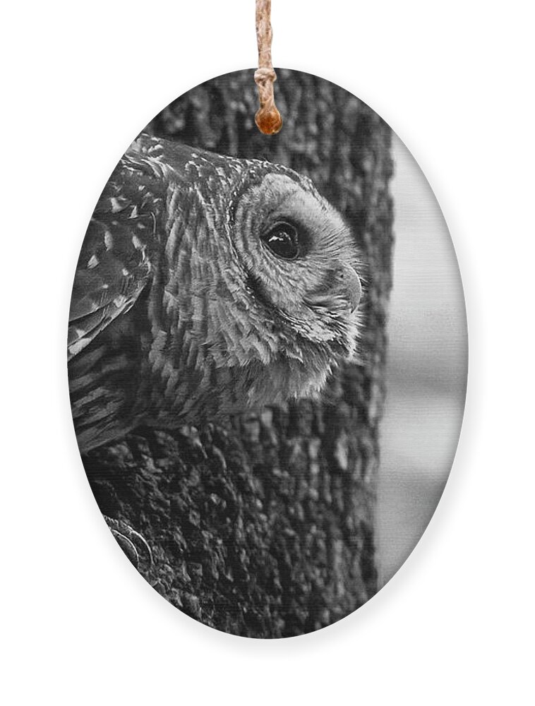 Mama Barred Owl Ornament featuring the photograph Mama Barred Owl Ready to Fly Away by Puttaswamy Ravishankar