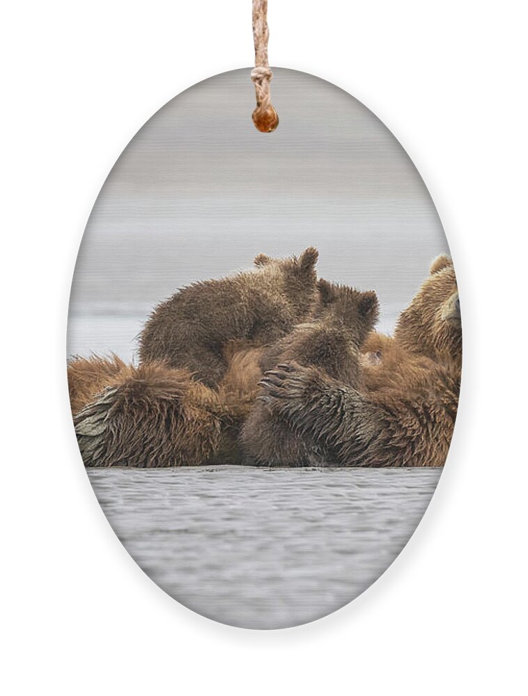 Mama Bear Nursing Cubs Alaska Ornament by Joan Carroll - Fine Art