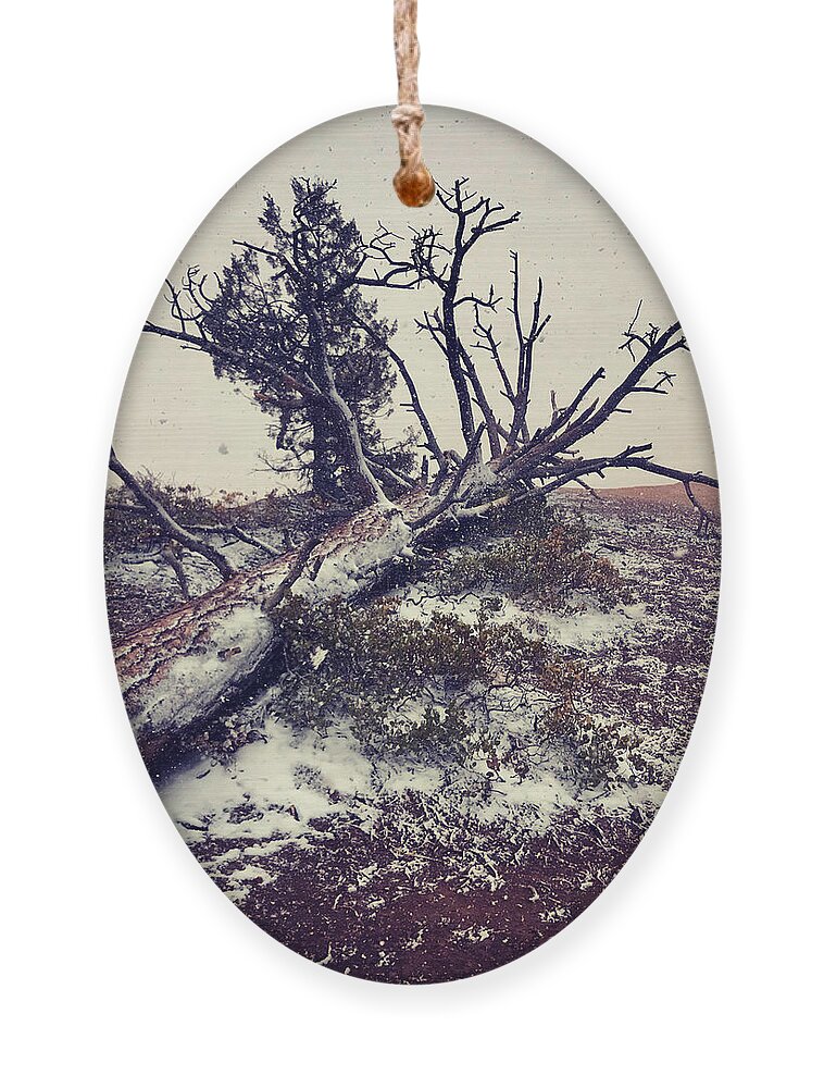 Man Ornament featuring the photograph Man and Tree, Brice Utah by Suzanne Lorenz