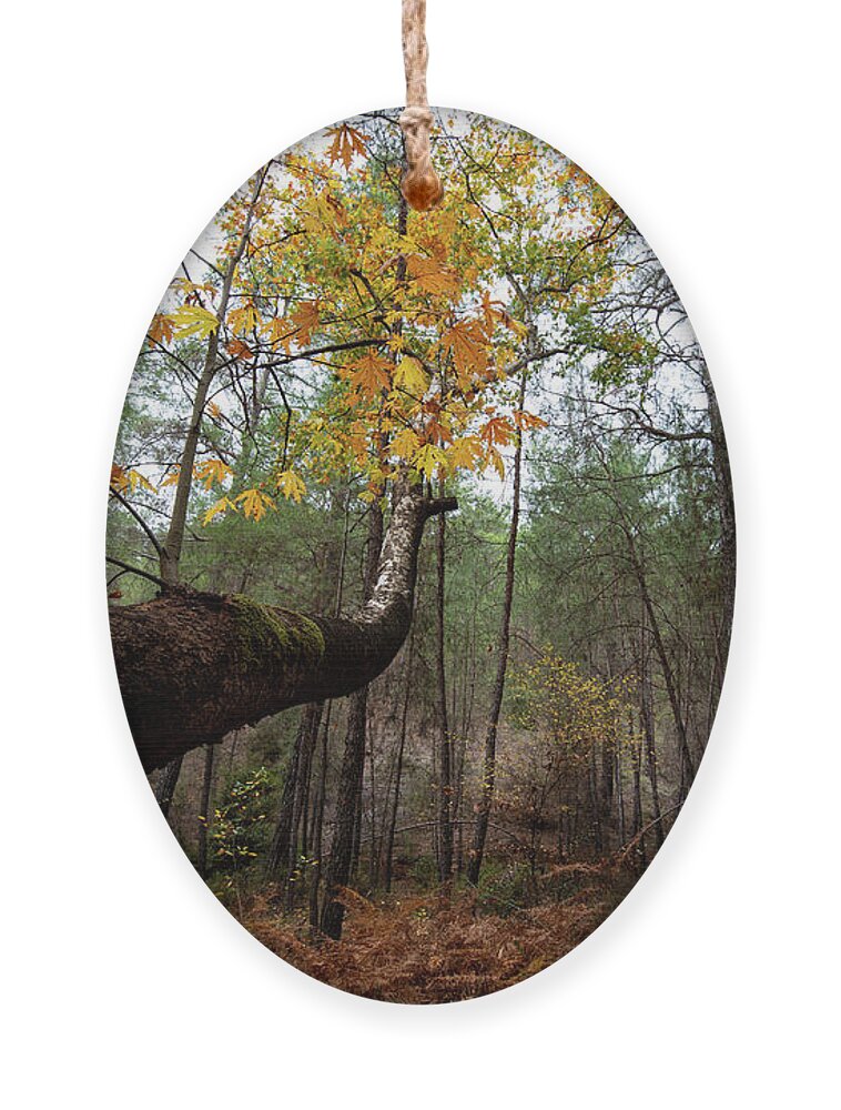 Autumn Ornament featuring the photograph Maple tree with yellow leaves in autumn in a forest . Troodos Cyprus by Michalakis Ppalis