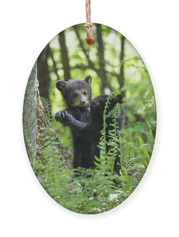 Bear Ornament featuring the photograph May I Have This Dance by Everet Regal
