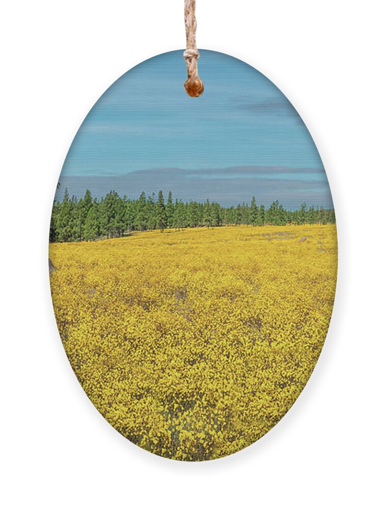 Arizona Ornament featuring the photograph Meadow of Yellow Wildflowers by Jeff Goulden