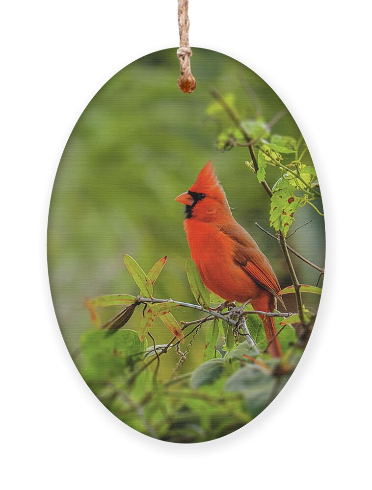 Northern Cardinal Ornament featuring the photograph Messenger of Love by Laura Putman