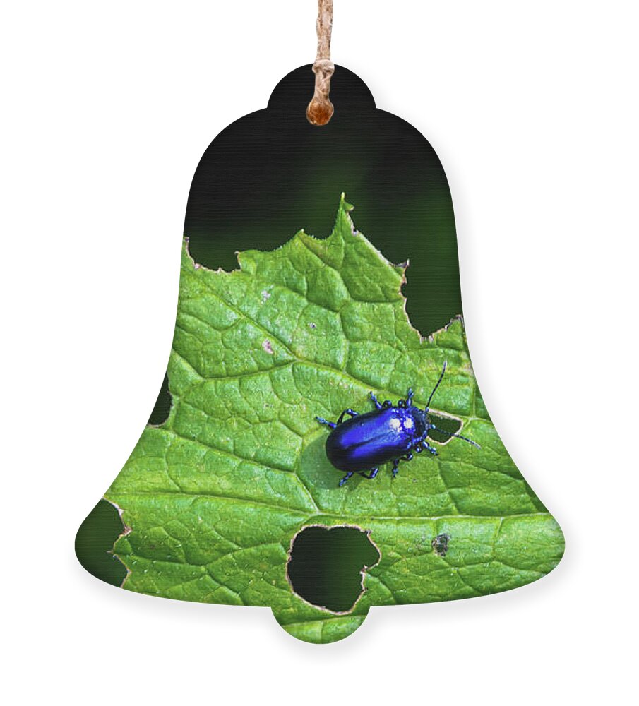 Agriculture Ornament featuring the photograph Metallic Blue Leaf Beetle On Green Leaf With Holes by Andreas Berthold