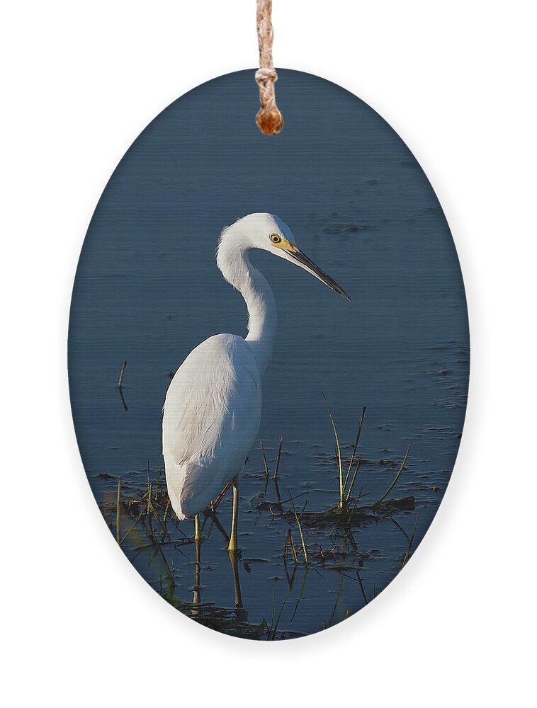 Bird Ornament featuring the photograph Midnight Spotlight by Gina Fitzhugh