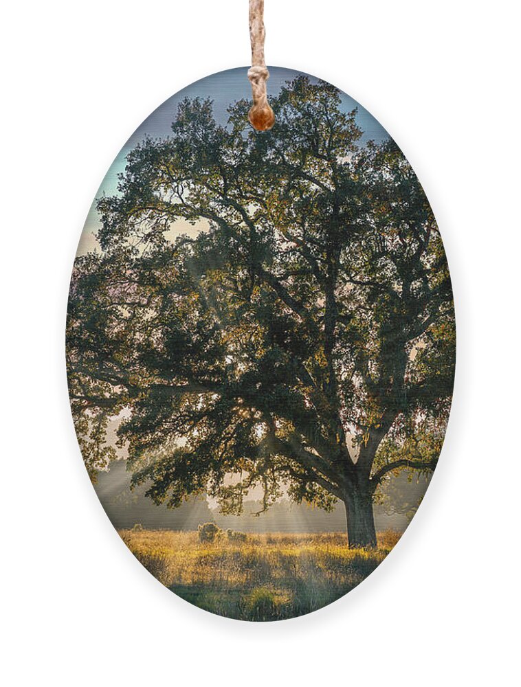 Oak Tree Ornament featuring the photograph Mighty Oak by Derek Dean