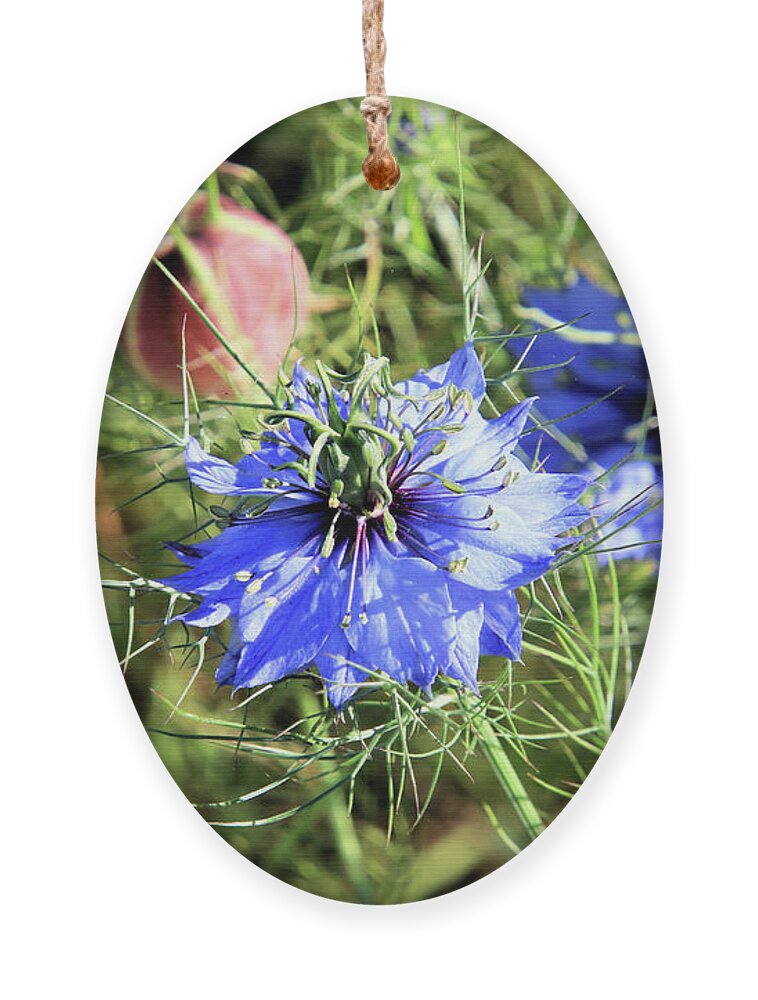 Flower Ornament featuring the photograph Miss Jekyll aka Love In The Mist Flower by Vivian Krug Cotton