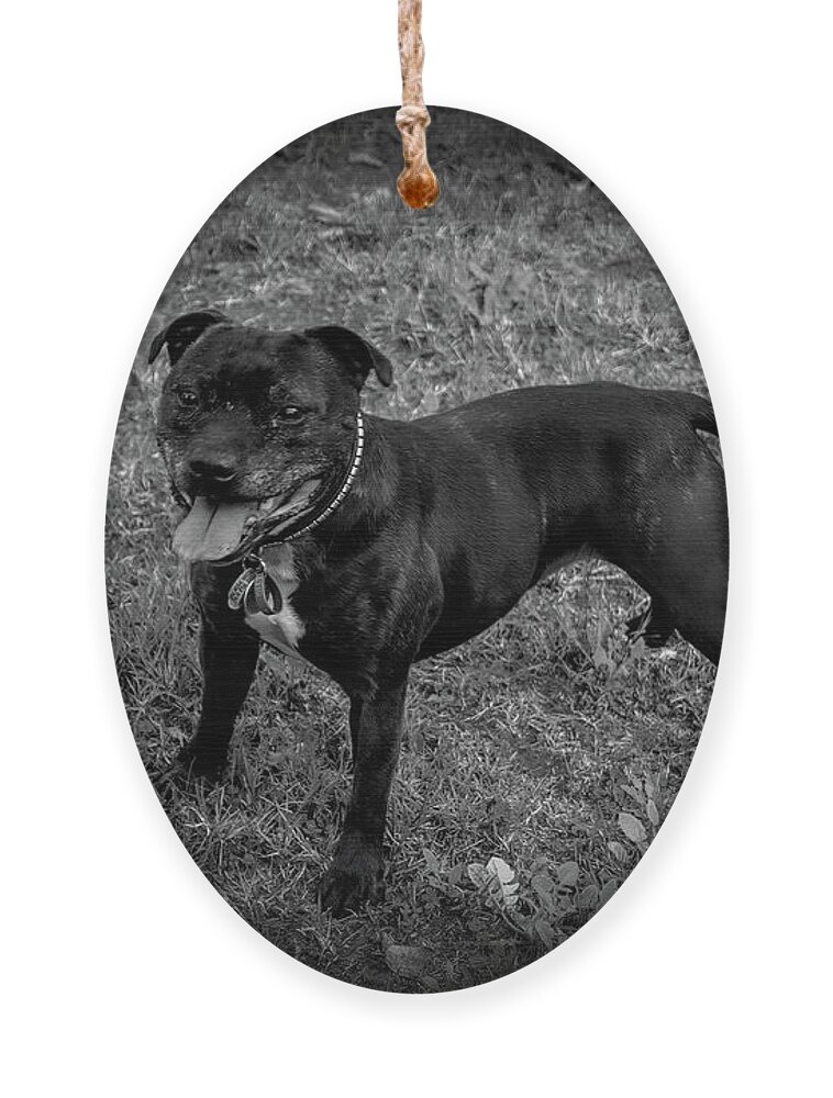 Staffie Ornament featuring the photograph Miss Mandy Bossy Boots by Elaine Teague