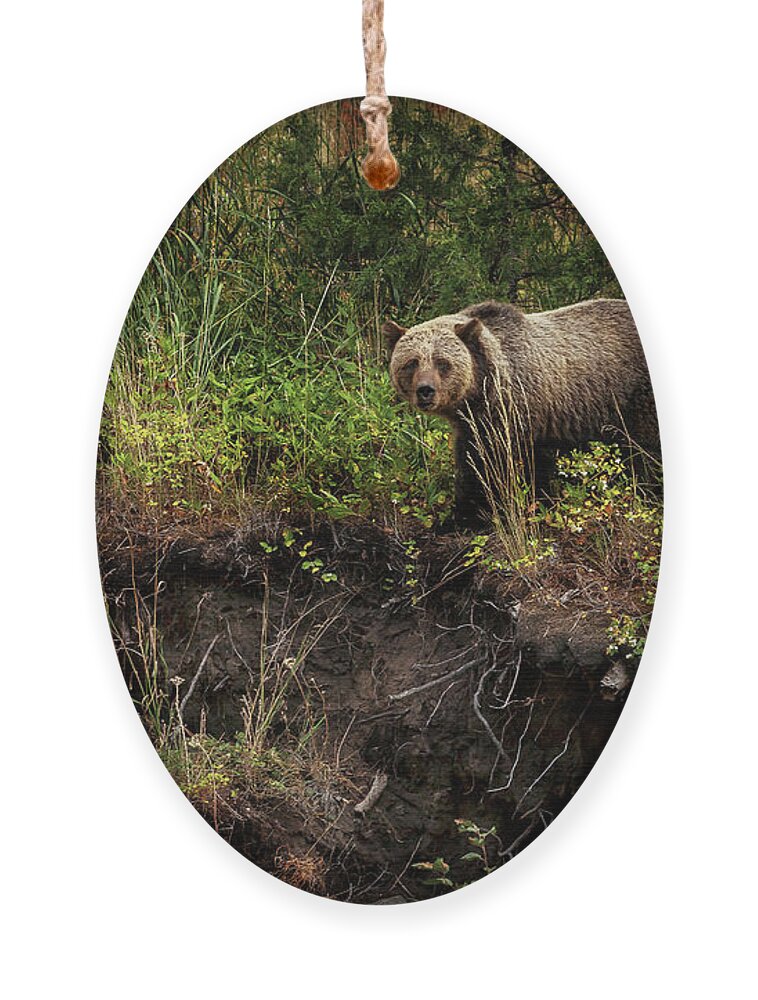 Landscape Ornament featuring the photograph Moma Bear on North Fork by Craig J Satterlee