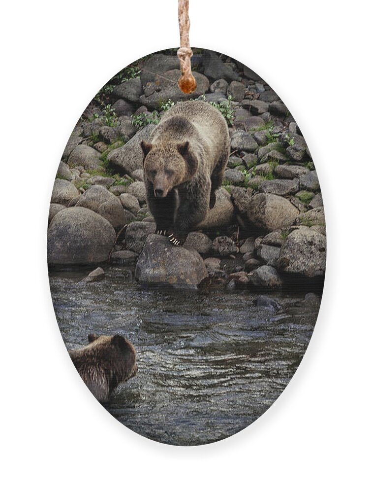 Grizzly Ornament featuring the photograph Moma Bear Scolding Baby Bear by Craig J Satterlee