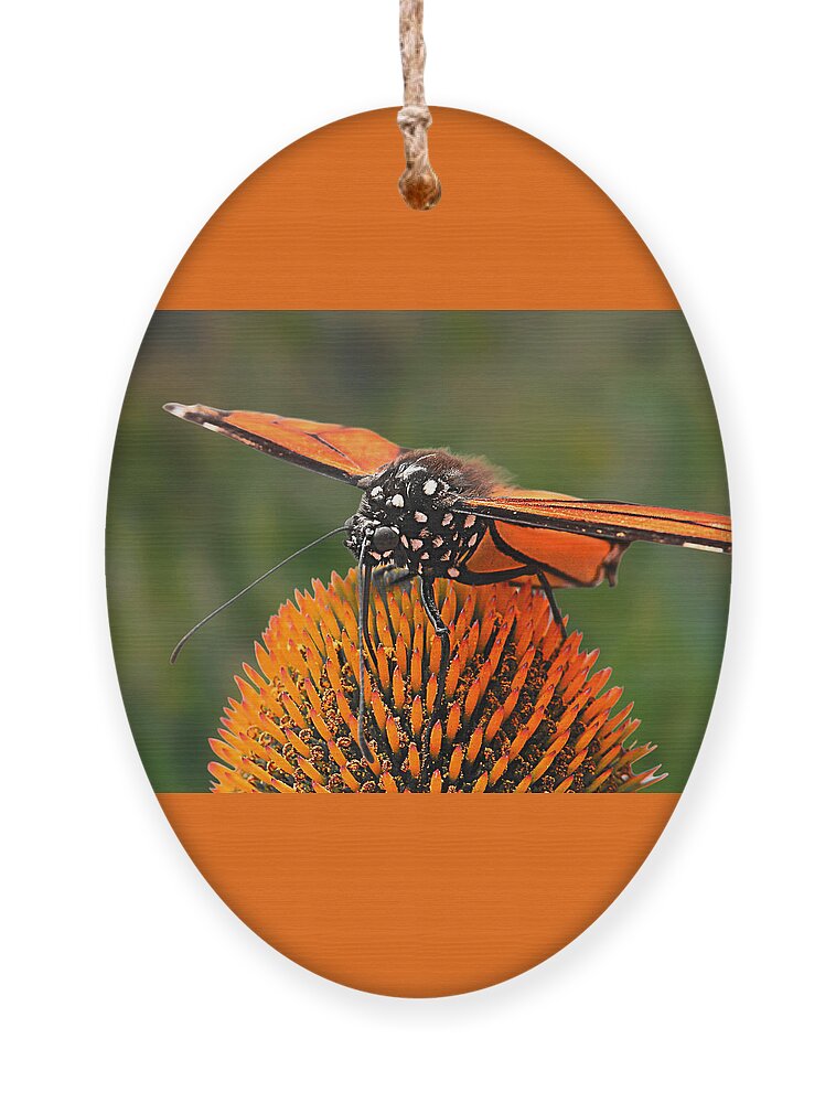 Butterfly Ornament featuring the photograph Monarch Meal by Micki Findlay