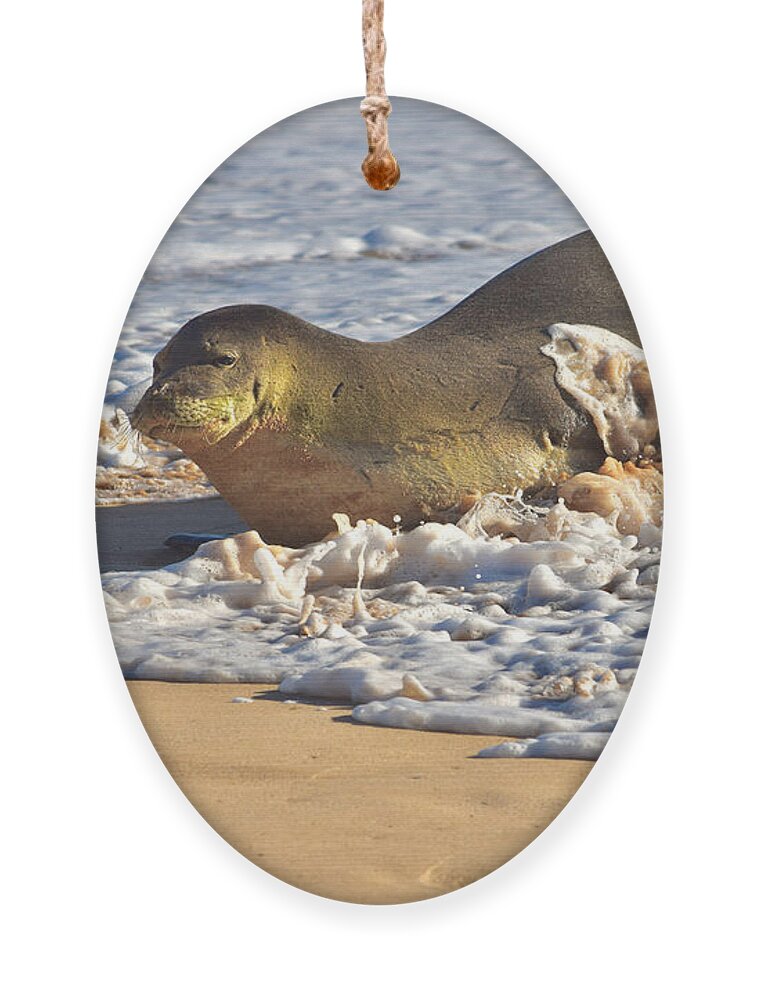 Hawaiian Monk Seal Ornament featuring the photograph Monk Seal coming Ashore by Debra Banks