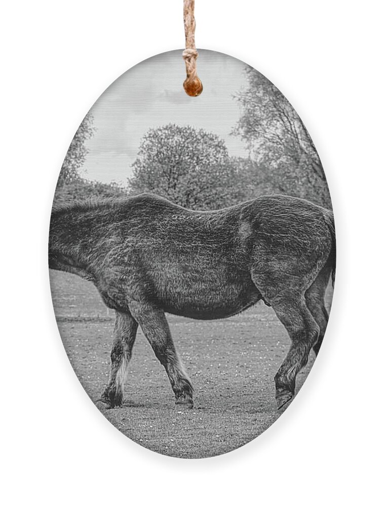 Digital Art Ornament featuring the photograph Monochrome of a Horse at Chadderton Hall Park Manchester uk by Pics By Tony