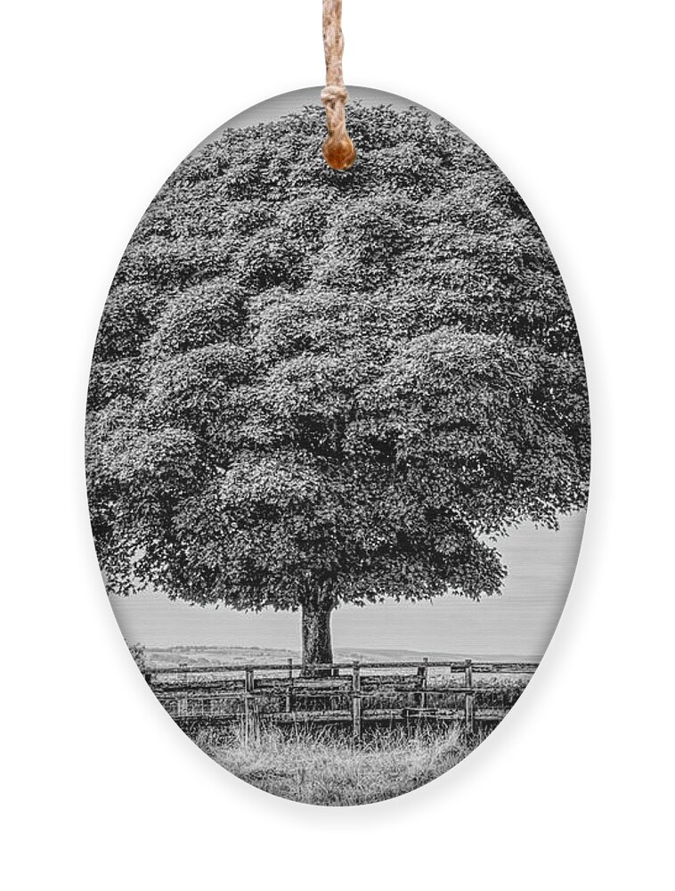 Monochrome Ornament featuring the photograph Monochrome tree in Heywood Gtr Manchester, UK by Pics By Tony