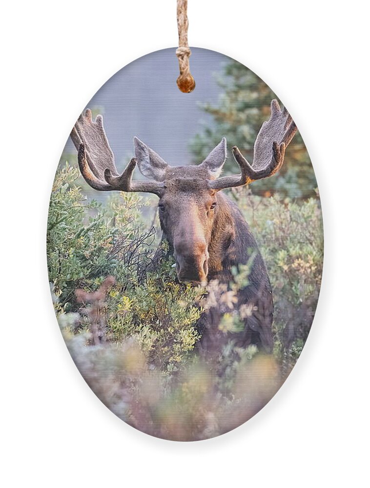 Moose Ornament featuring the photograph Moose Bull Grazing in the Early Morning Light v2 by Tony Hake