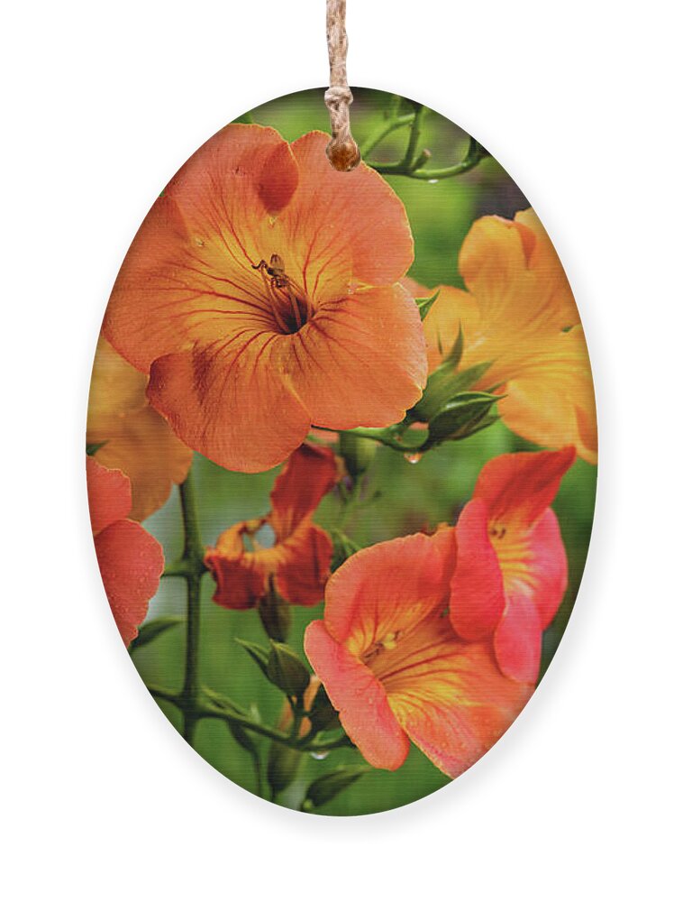 Campsis Grandiflora 'morning Calm' Ornament featuring the photograph Morning Calm by Kevin Suttlehan