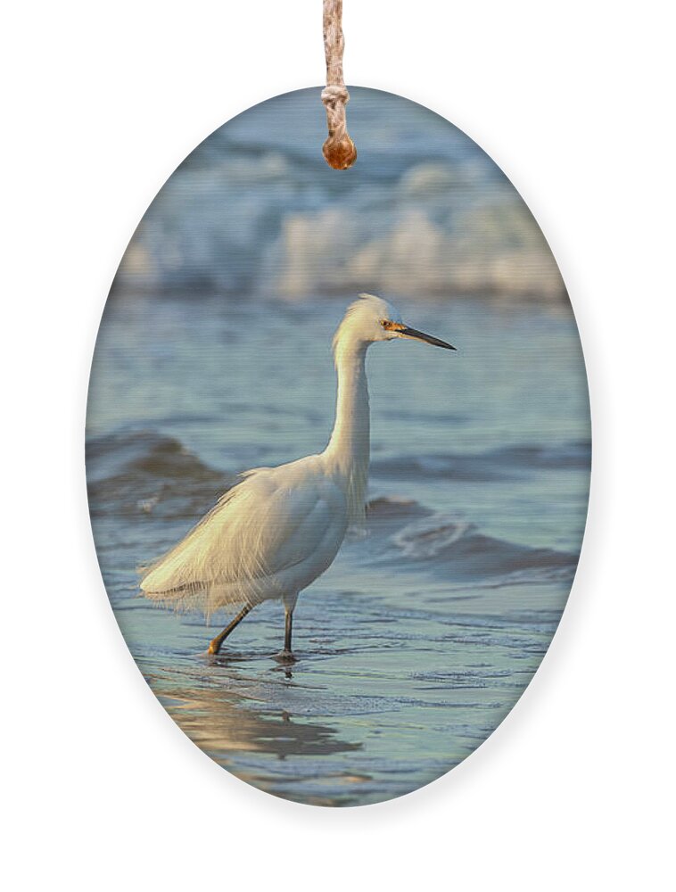 American Wildlife Ornament featuring the photograph Morning Hunt by Jonathan Nguyen