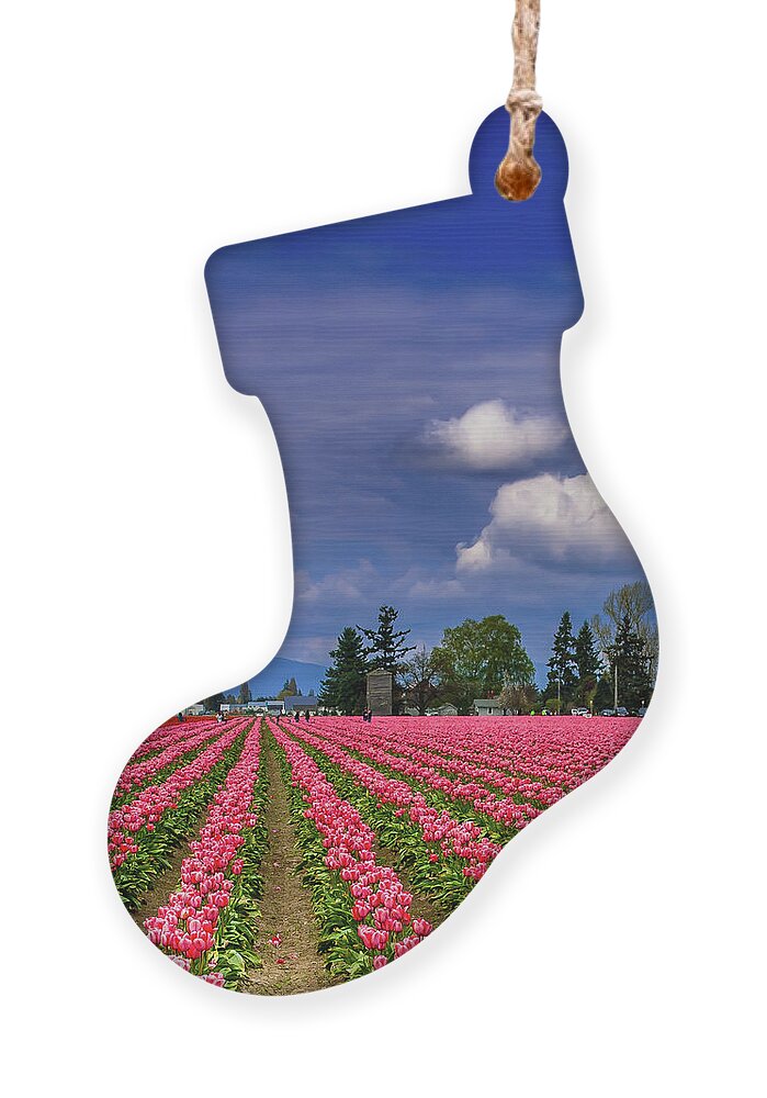Mount Vernon Tulips Ornament featuring the photograph Mount Vernon Tulips by David Patterson