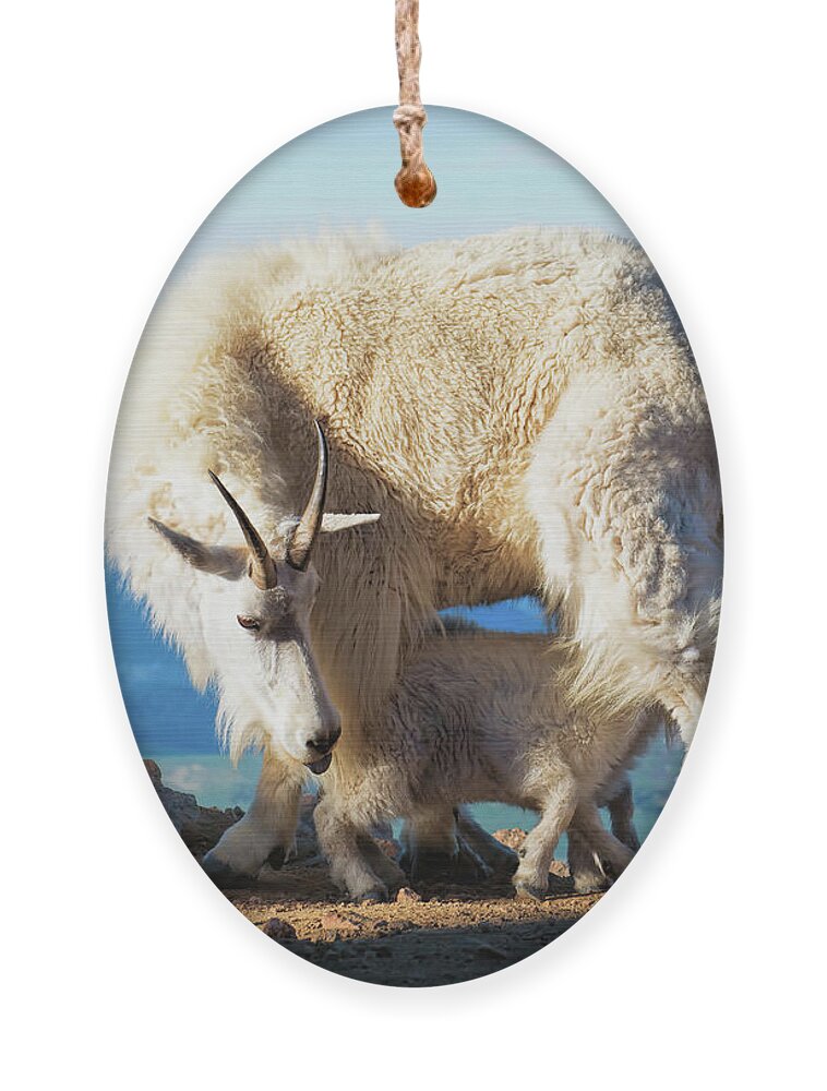 Mountain Goats Ornament featuring the photograph A Nanny Goat and Her Baby Mountain Goat by Lena Owens - OLena Art Vibrant Palette Knife and Graphic Design