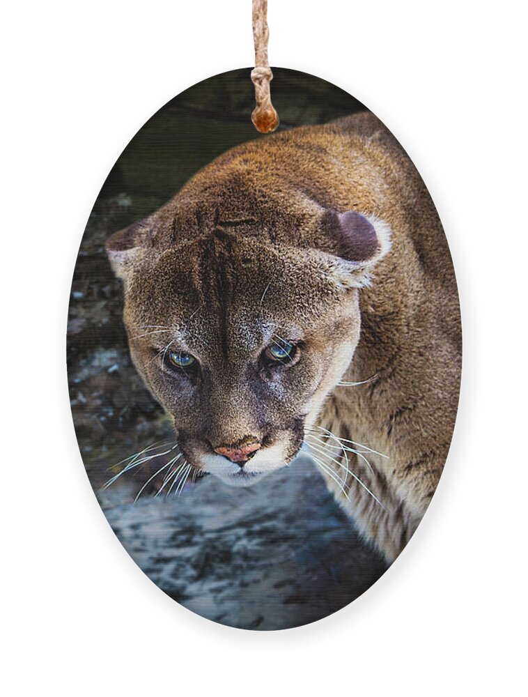 Canada Ornament featuring the photograph Mountain Lion Stare Down by Tracy Munson