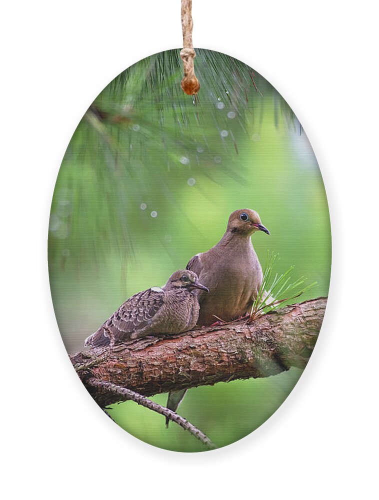 Doves Ornament featuring the photograph Mourning doves sheltering from the rain by Rehna George