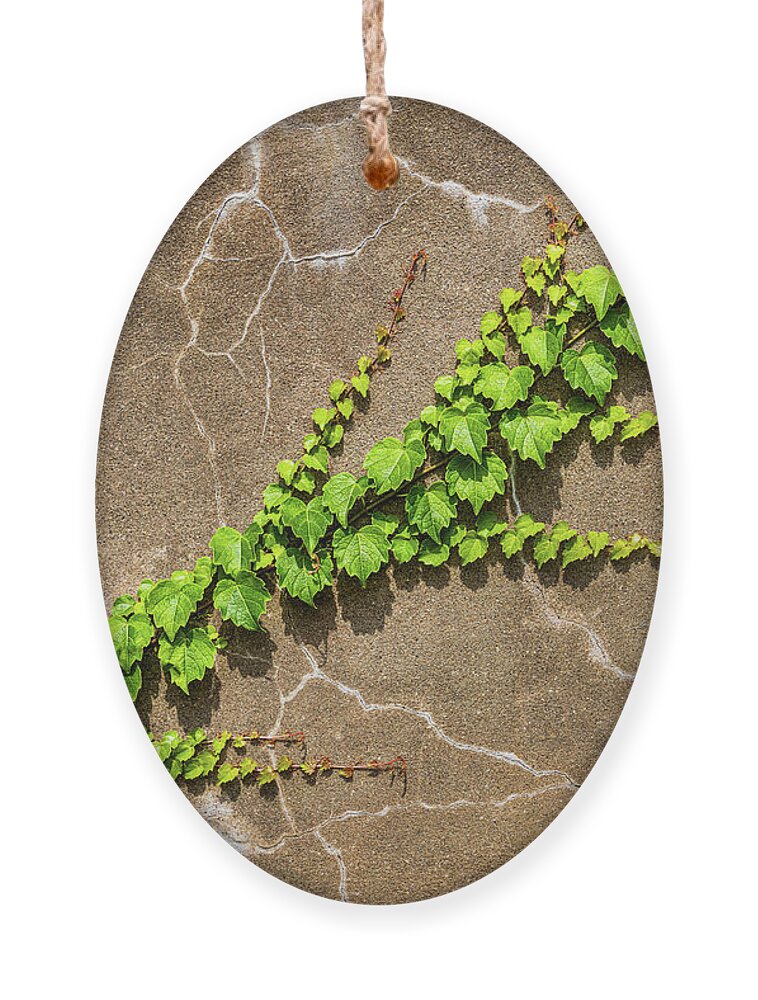 Vine Ornament featuring the photograph Movement Of Life by Elvira Peretsman