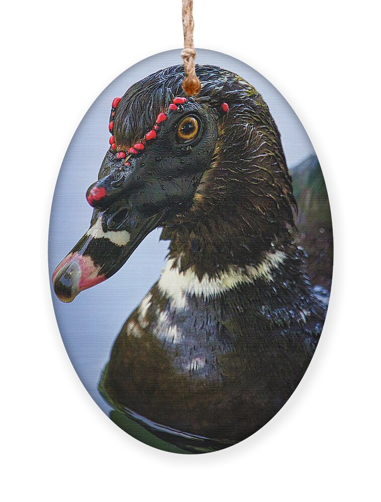 Duck Ornament featuring the photograph Muscovy Duck by Rene Vasquez