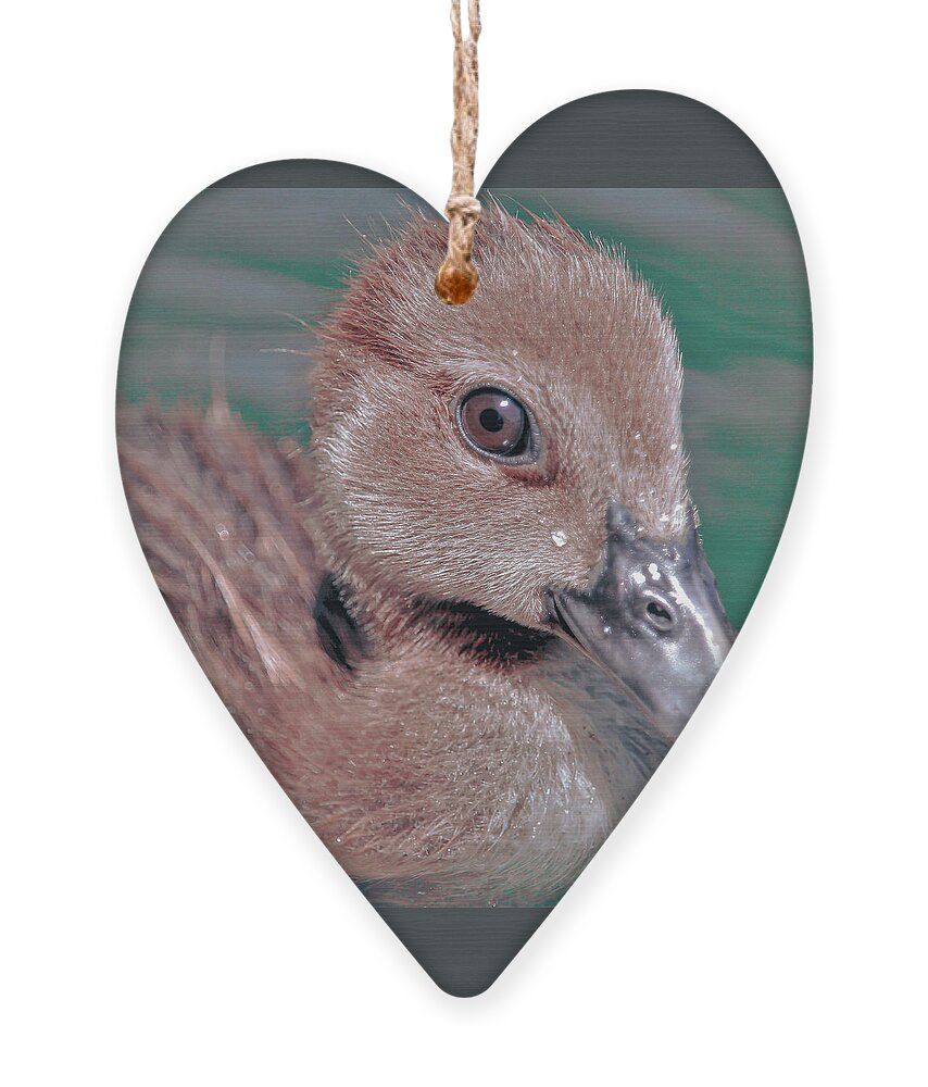 Duckling Ornament featuring the photograph Muscovy Duckling by Joanne Carey