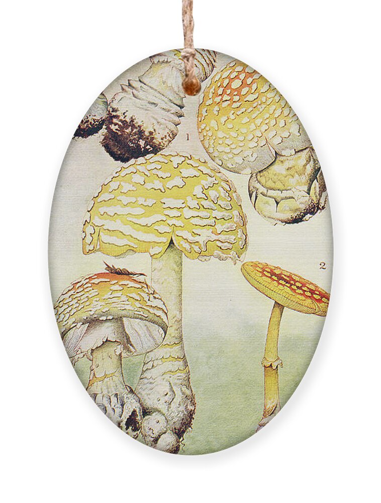 Mushroom Ornament featuring the painting Mushrooms, Edible, Poisonous, Etc. by F R Rathburn