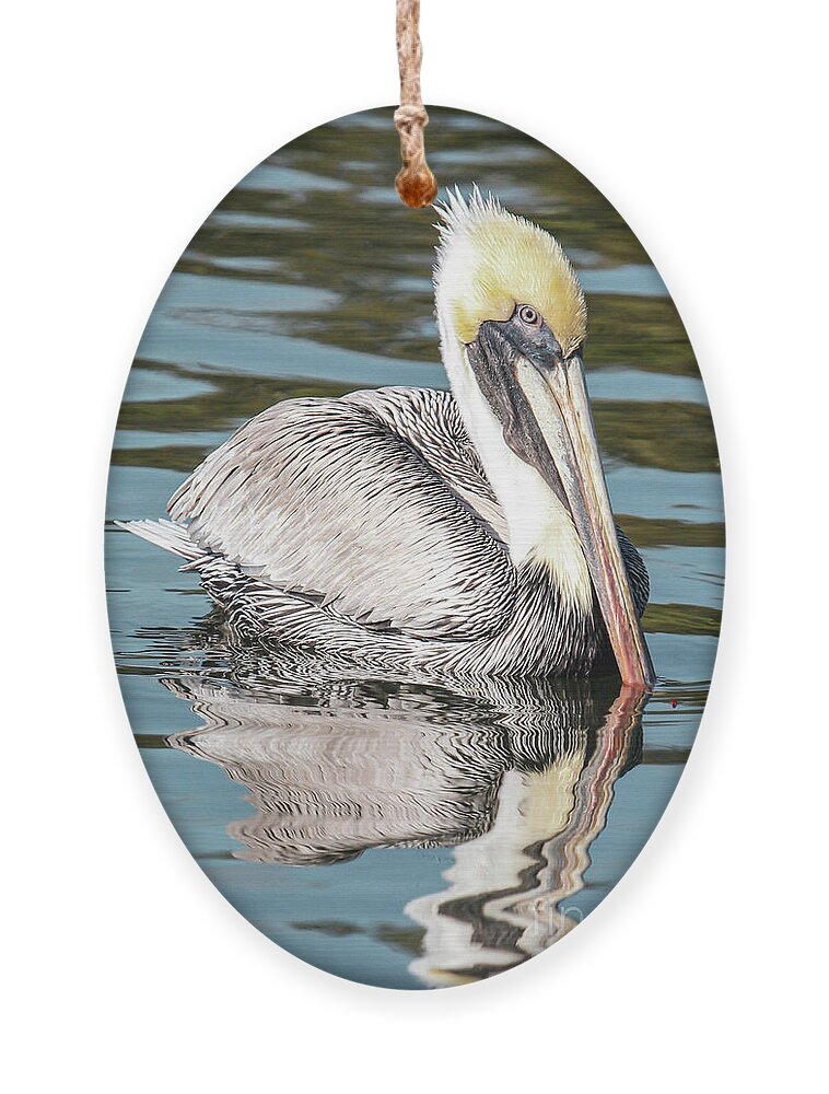 Pelican Ornament featuring the photograph My Reflection by Joanne Carey