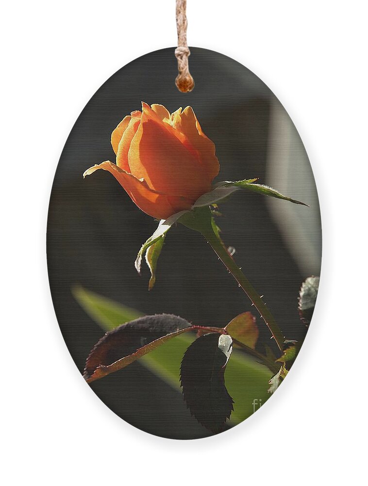 Botanical Ornament featuring the photograph My Resurrection Rose by Richard Thomas