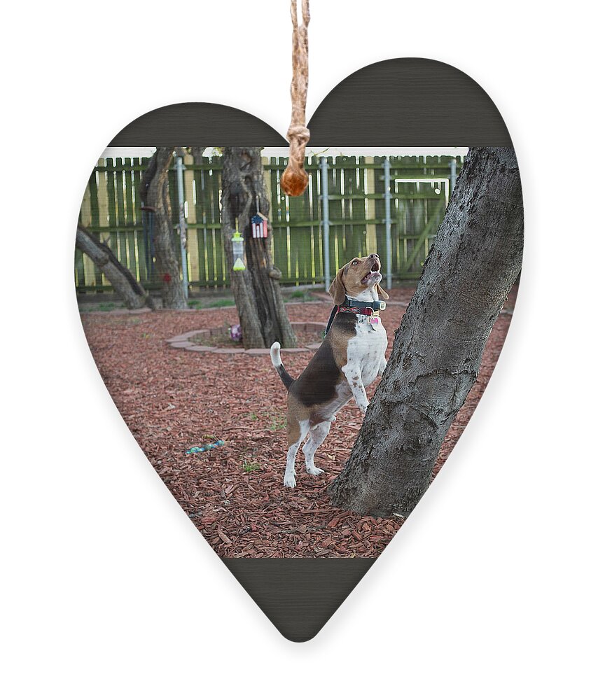 Dog Ornament featuring the photograph My Yard by C Winslow Shafer