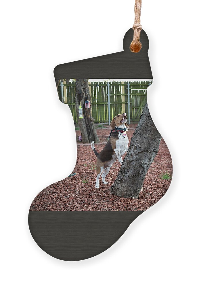 Dog Ornament featuring the photograph My Yard by C Winslow Shafer