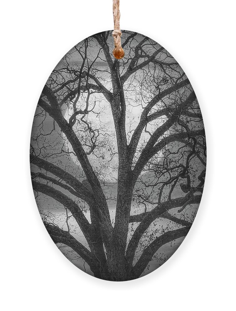 Carolina Ornament featuring the photograph Nature in Stained Glass in Black and White by Debra and Dave Vanderlaan