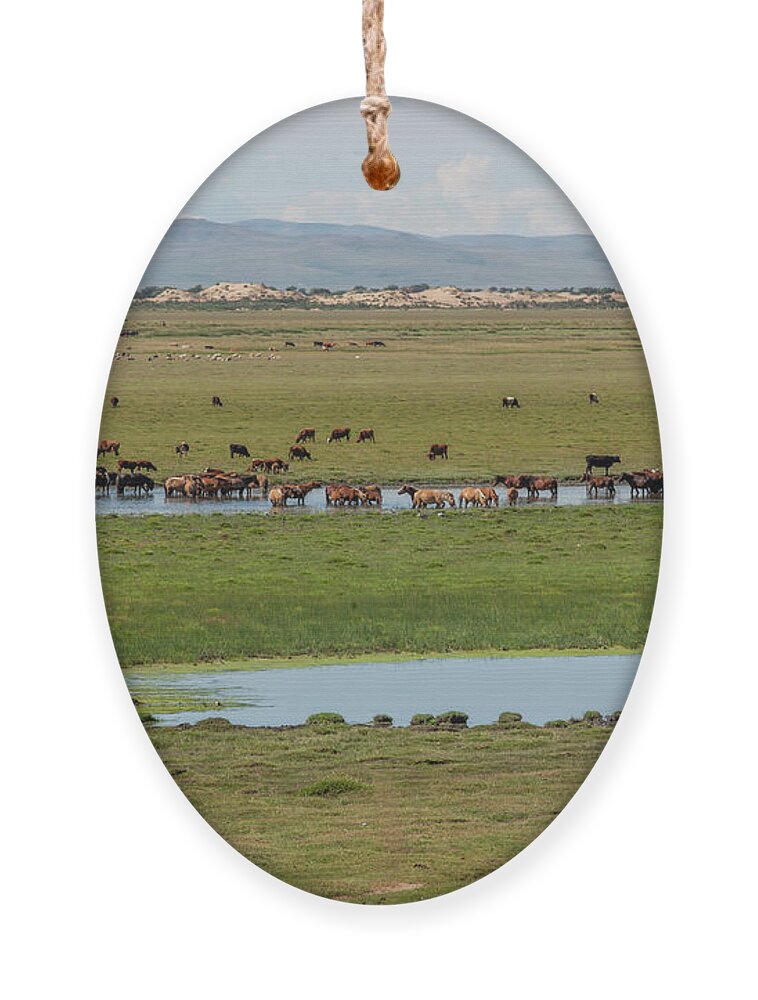 Herders Lifestyle Ornament featuring the photograph Nature Mongolia by Bat-Erdene Baasansuren