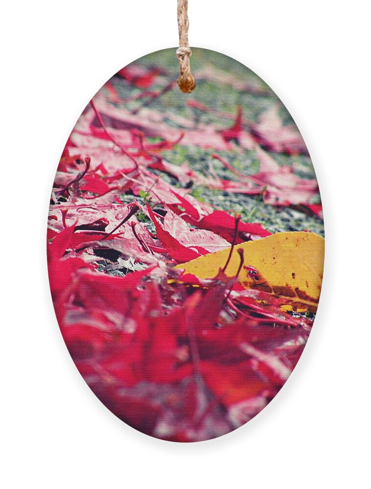 Leaves Ornament featuring the photograph Nature's Diversity by Micki Findlay