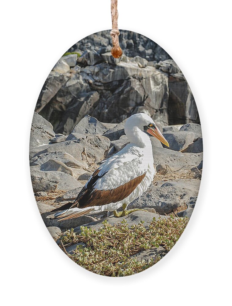 Animals In The Wild Ornament featuring the photograph Nazca Booby sitting on the rocks of Espanola island by Henri Leduc