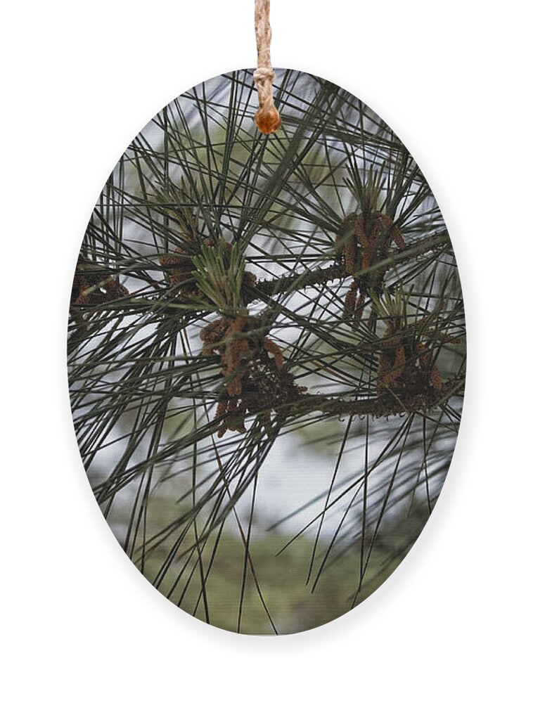 Pine Needles Ornament featuring the photograph Needles Attached by Roberta Byram