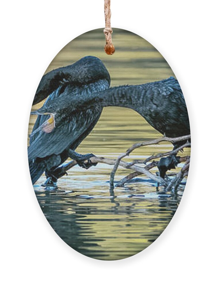 Neotropic Cormorants Ornament featuring the photograph Neotropic Cormorants 5115-121521-2 by Tam Ryan