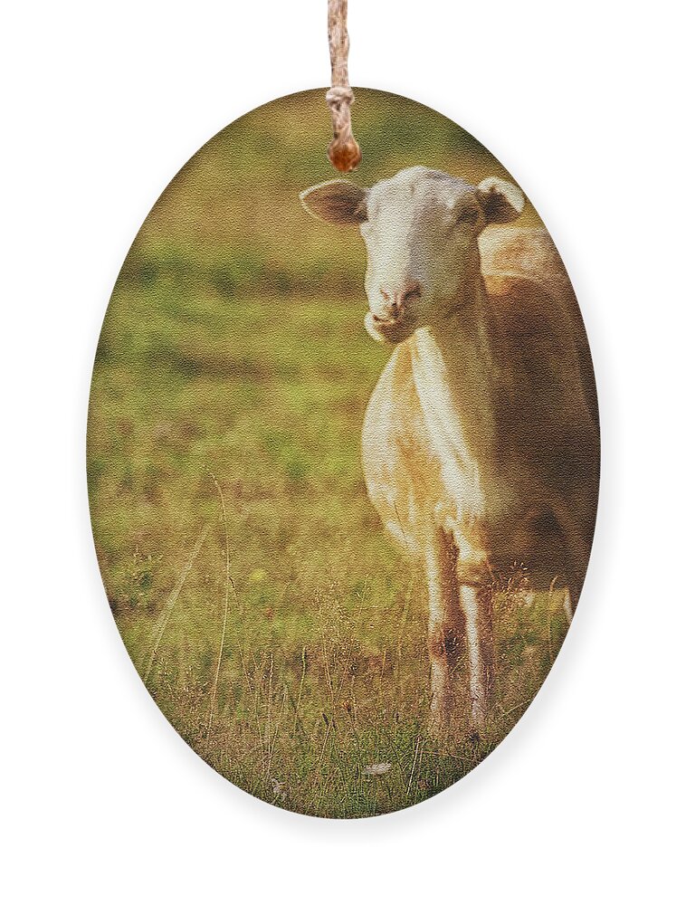 Sheep Ornament featuring the photograph Newfie by Tatiana Travelways