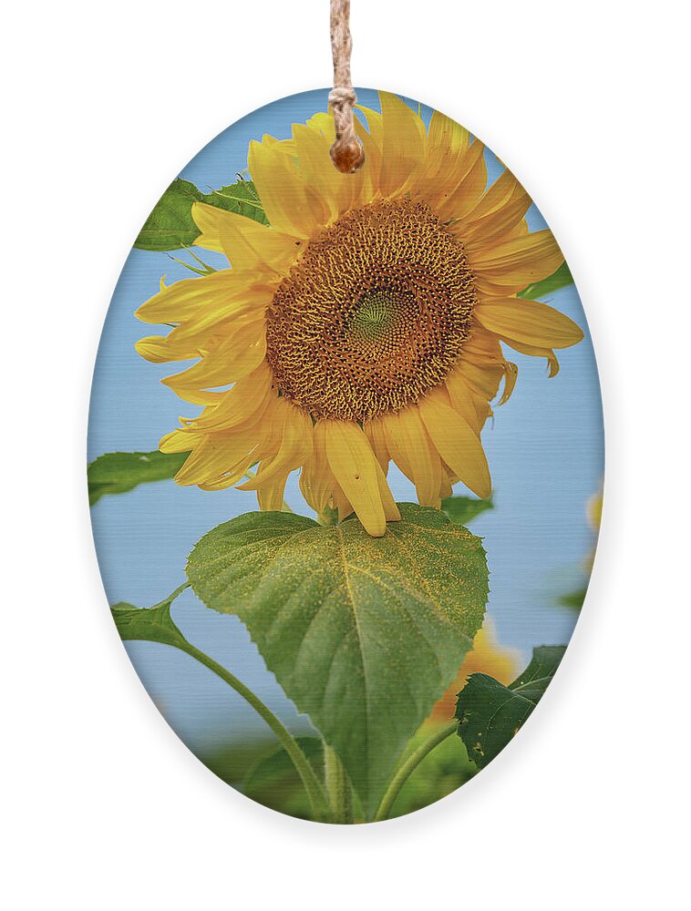 Sunflower Ornament featuring the photograph Nodding Sunflower by Grant Twiss