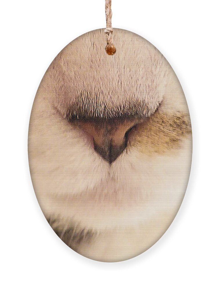 Cat Ornament featuring the photograph Nose and Whiskers by Steve Ember