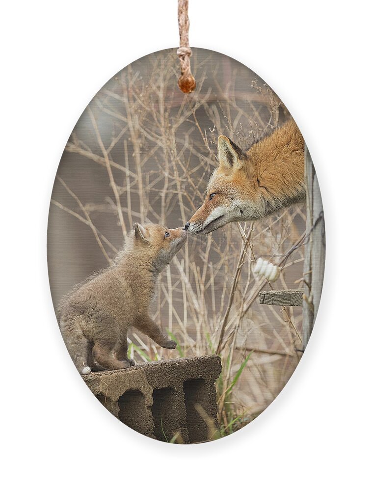 Red Fox Ornament featuring the photograph Nose To Nose by Everet Regal