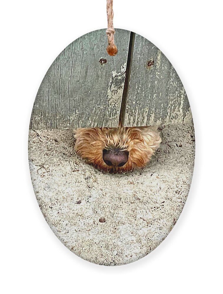 Dog Ornament featuring the photograph Nosey Lil Lady by Lee Darnell